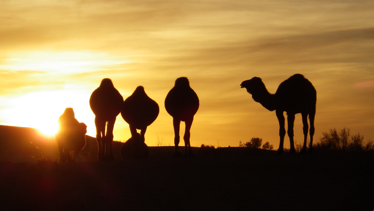 kamelen tieme hermans iran woestijn dasht-e kavir